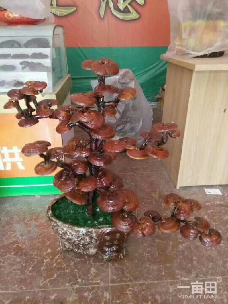 灵芝盆景