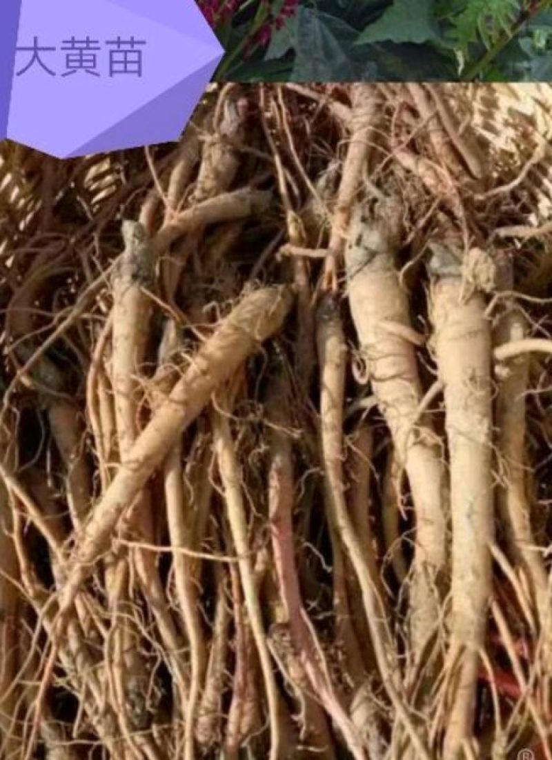 马蹄大黄新种子，99%发芽率，包品种，包邮费。
