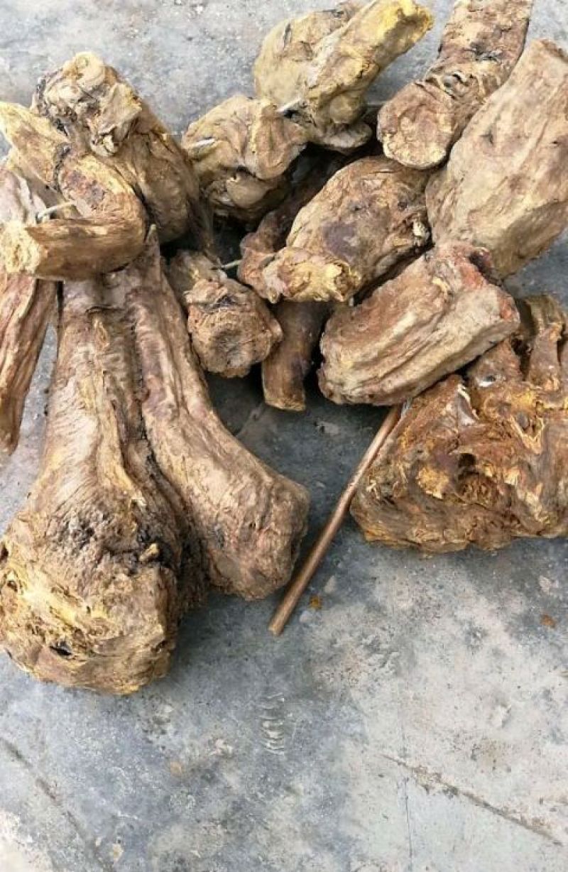 马蹄大黄新种子，99%发芽率，包品种，包邮费。