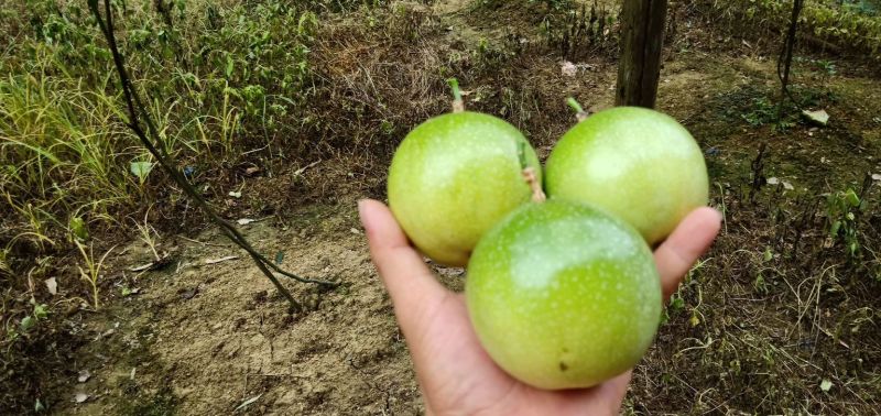 钦蜜黄金果芭乐味包邮