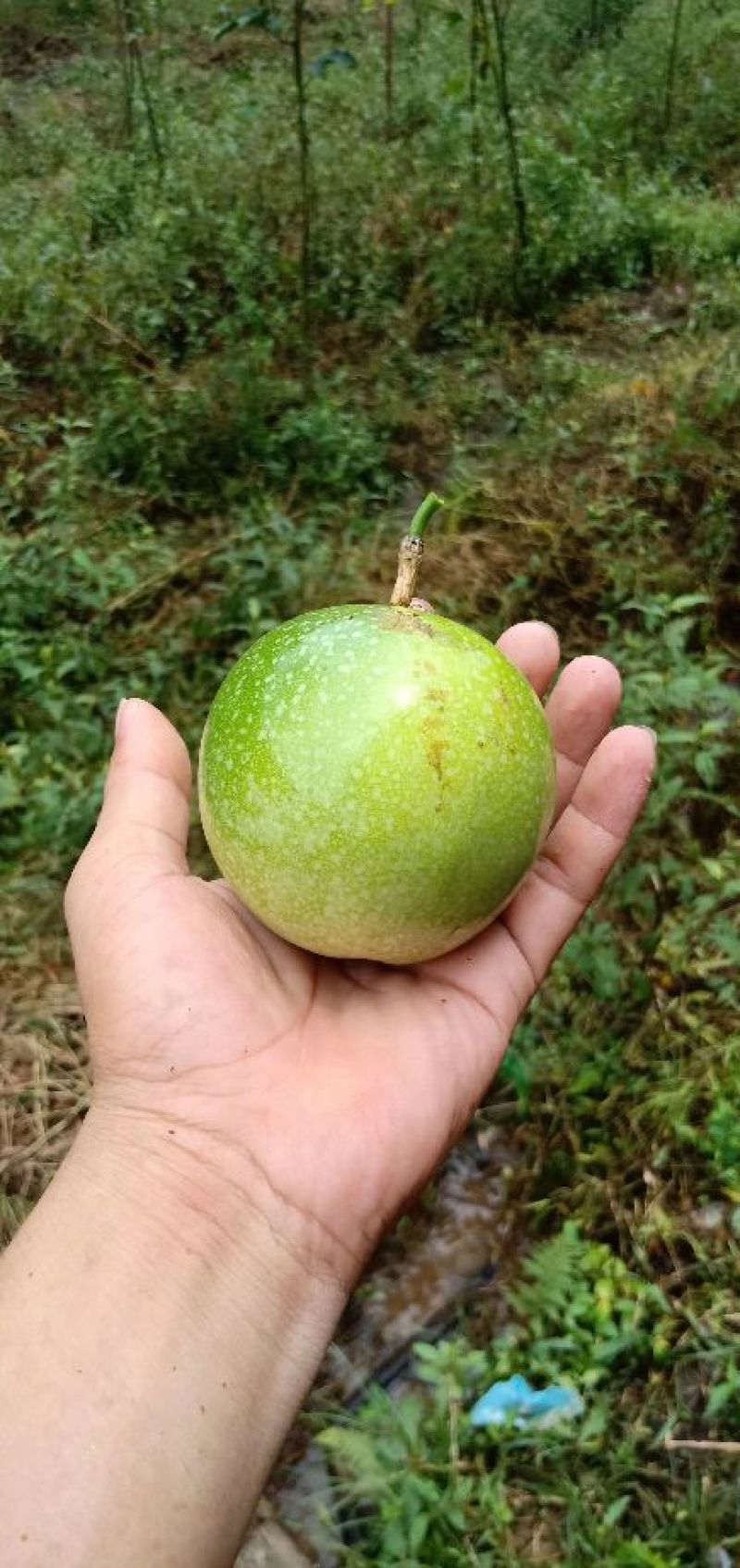 钦蜜黄金果芭乐味包邮