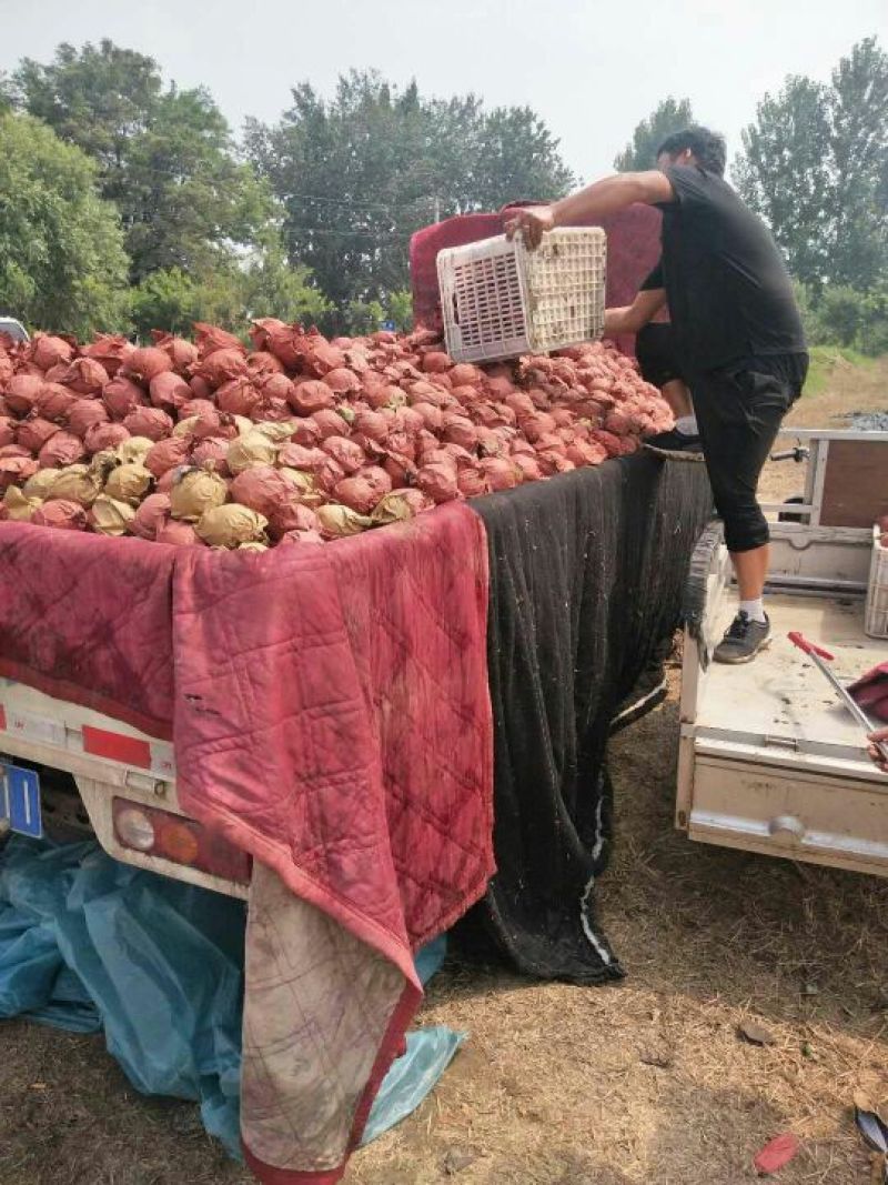 黄冠梨，