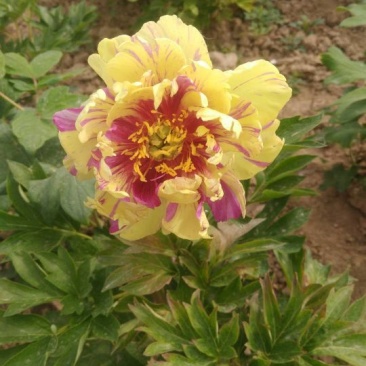 伊藤牡丹