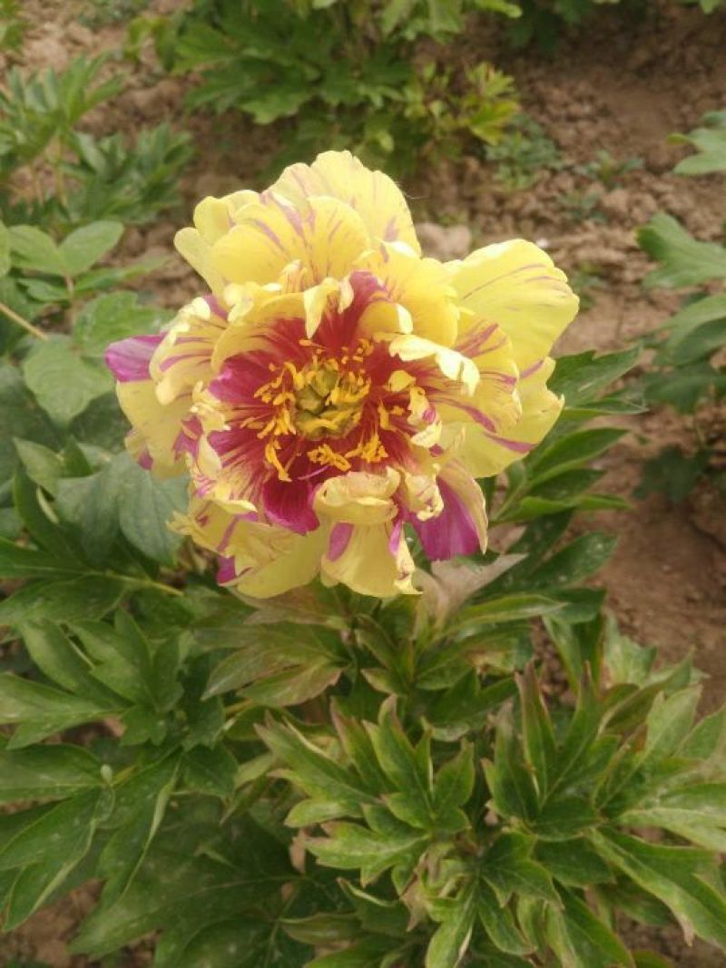 伊藤牡丹