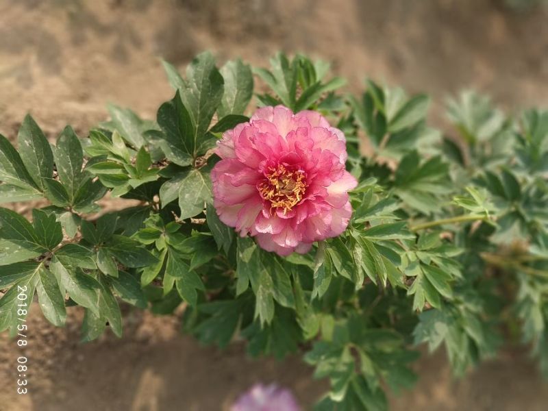 伊藤牡丹