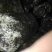 羊肚菌菌种，研究所专业研发，免费提供技术指导，优质