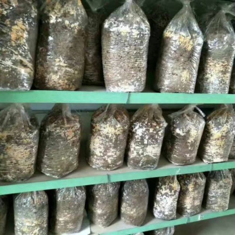 羊肚菌菌种，研究所专业研发，免费提供技术指导，优质