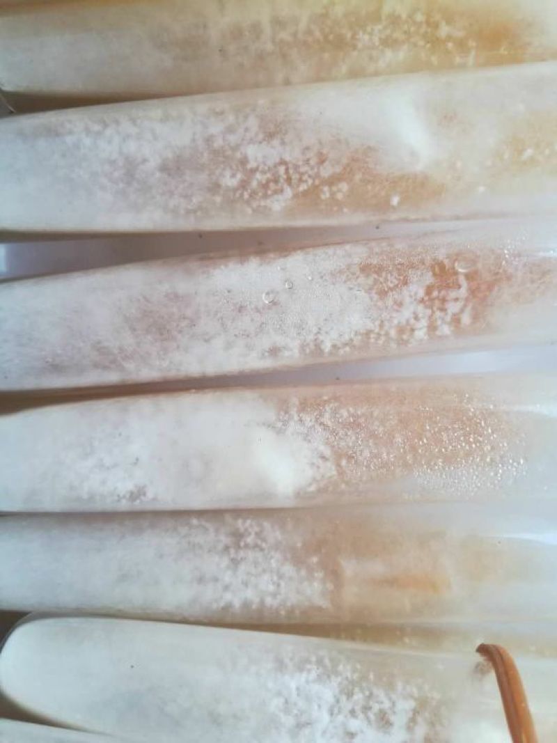 羊肚菌菌种，研究所专业研发，免费提供技术指导，优质