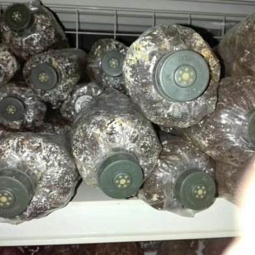 羊肚菌菌种，研究所专业研发，免费提供技术指导，优质