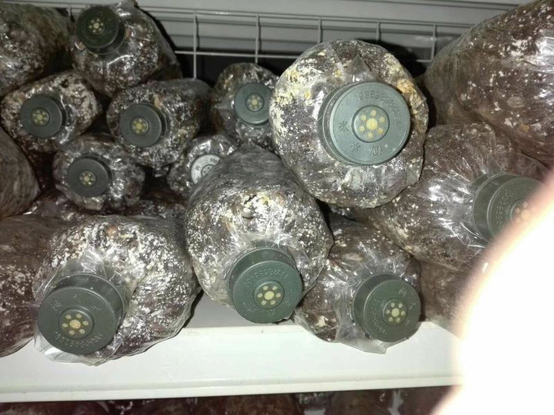 羊肚菌菌种，研究所专业研发，免费提供技术指导，优质