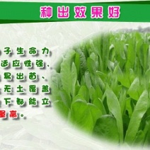 畜牧草种子货到付款免费发票