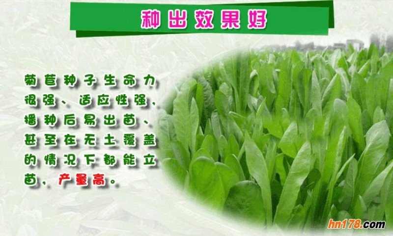 畜牧草种子货到付款免费发票
