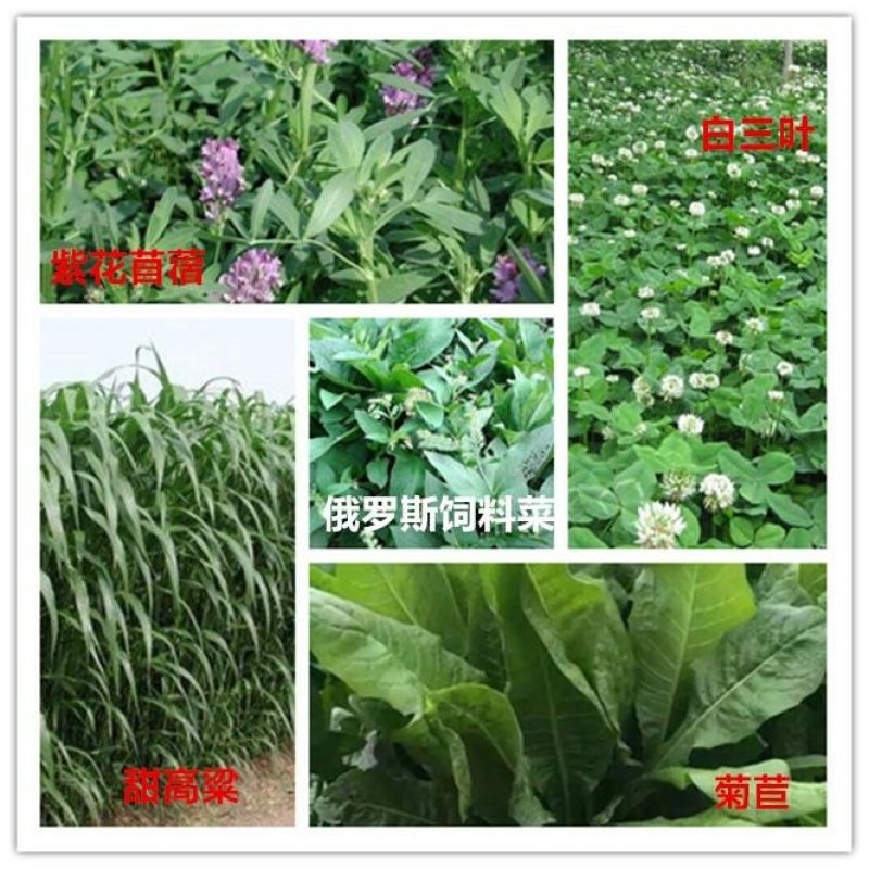 畜牧草种子货到付款免费发票
