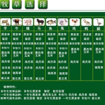 多年生黑麦草种子货到付款，免费发票