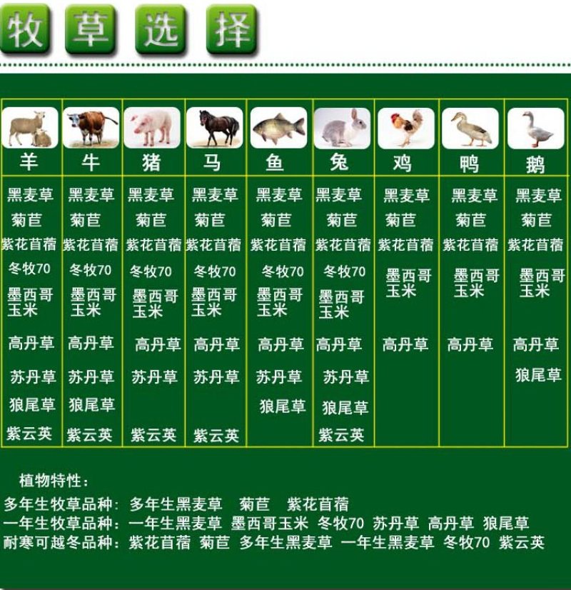 多年生黑麦草种子货到付款，免费发票