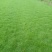 护坡型高羊茅草种货到付款，免费发票