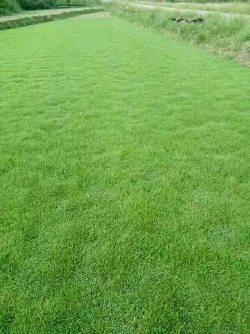 护坡型高羊茅草种货到付款，免费发票