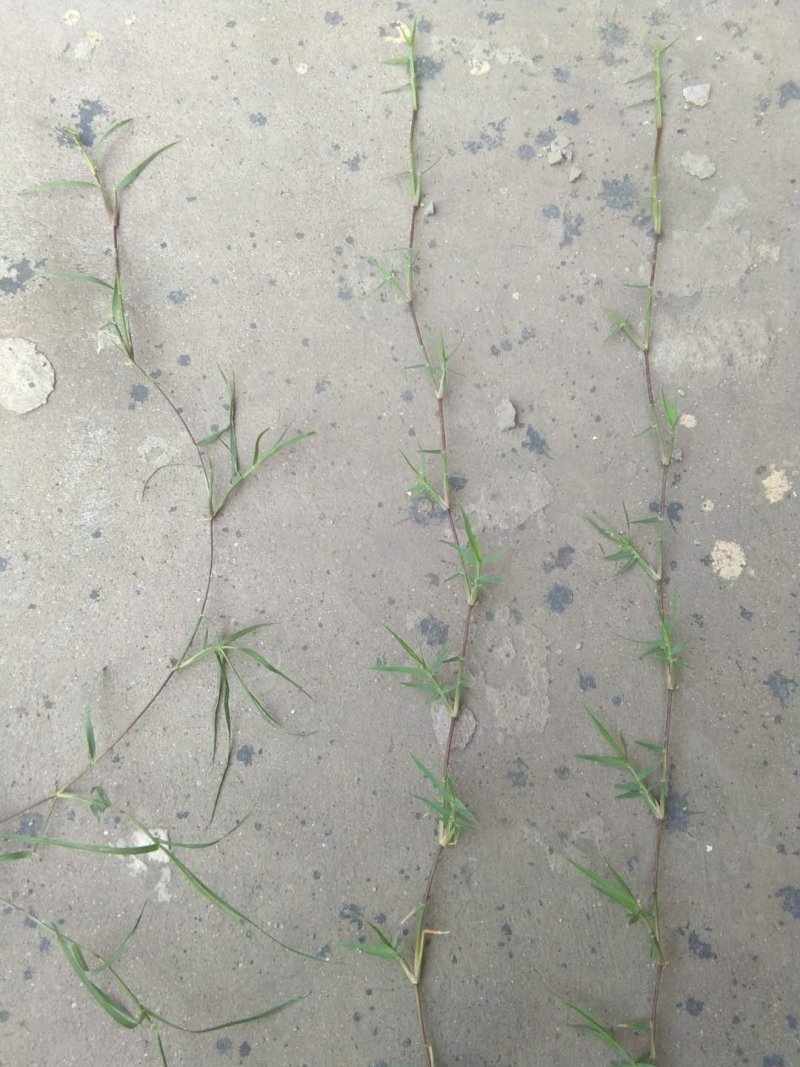 护坡型高羊茅草种货到付款，免费发票