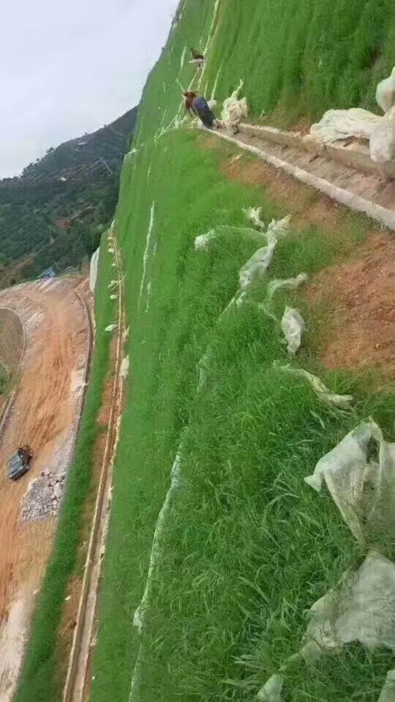 护坡型高羊茅草种货到付款，免费发票