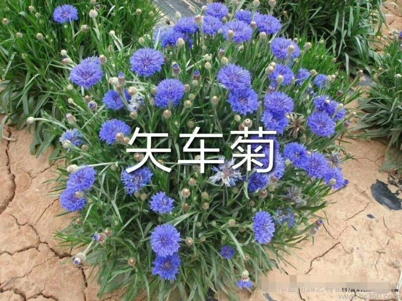 野花组合，十到二十个品种的花卉种子搭配