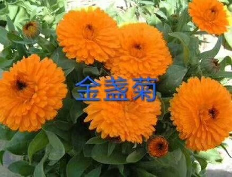野花组合，十到二十个品种的花卉种子搭配