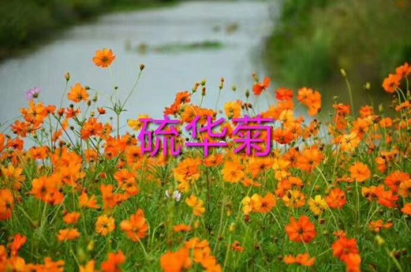 野花组合，十到二十个品种的花卉种子搭配