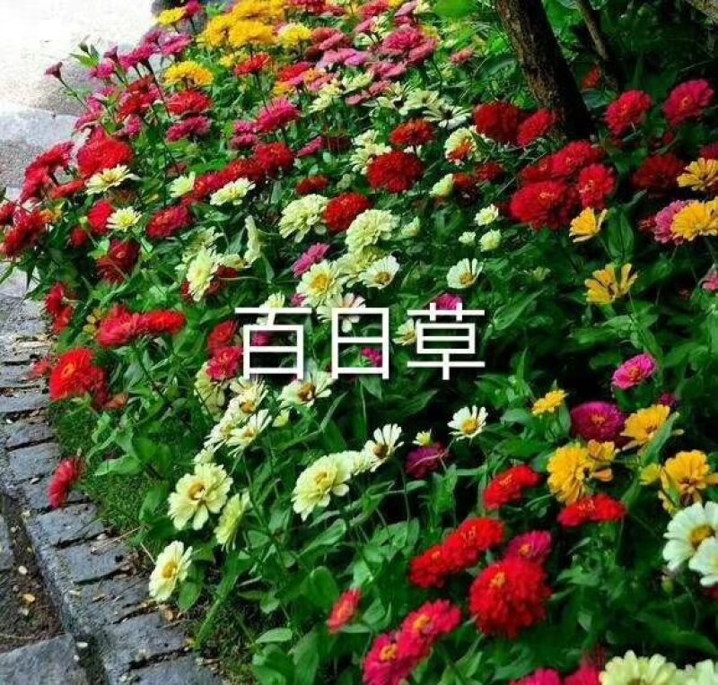 野花组合，十到二十个品种的花卉种子搭配