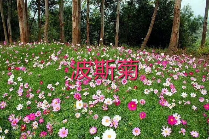 野花组合，十到二十个品种的花卉种子搭配