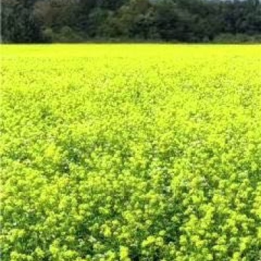 油菜籽1级
