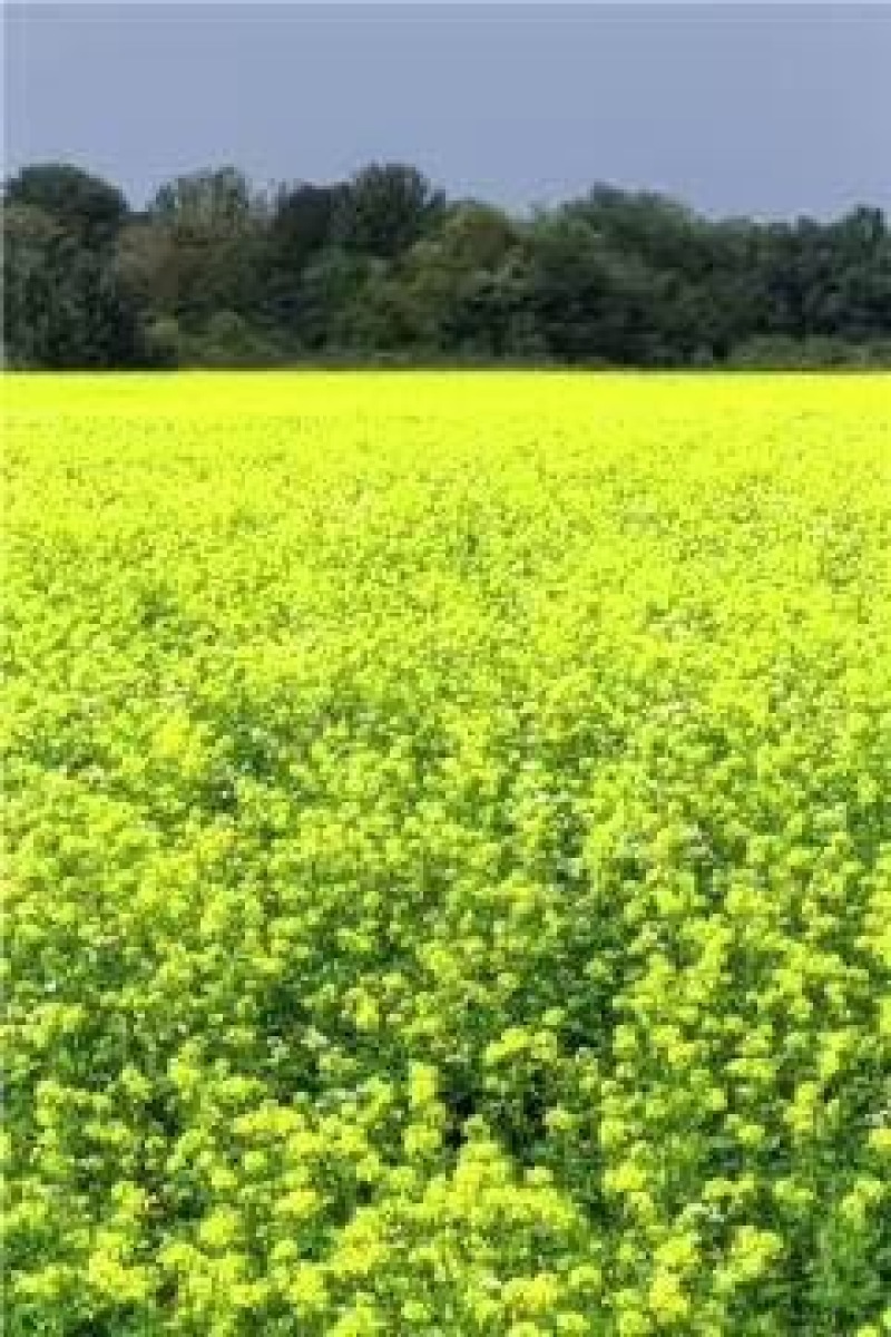 油菜籽1级