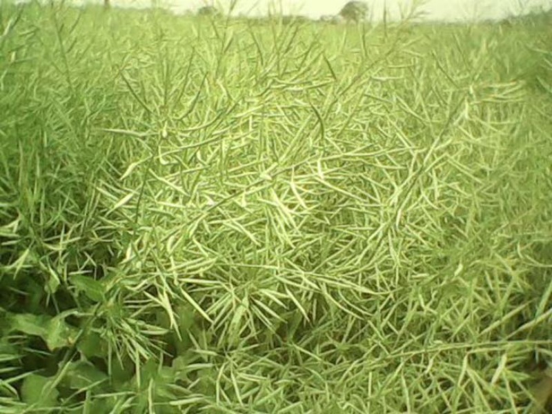 油菜籽1级