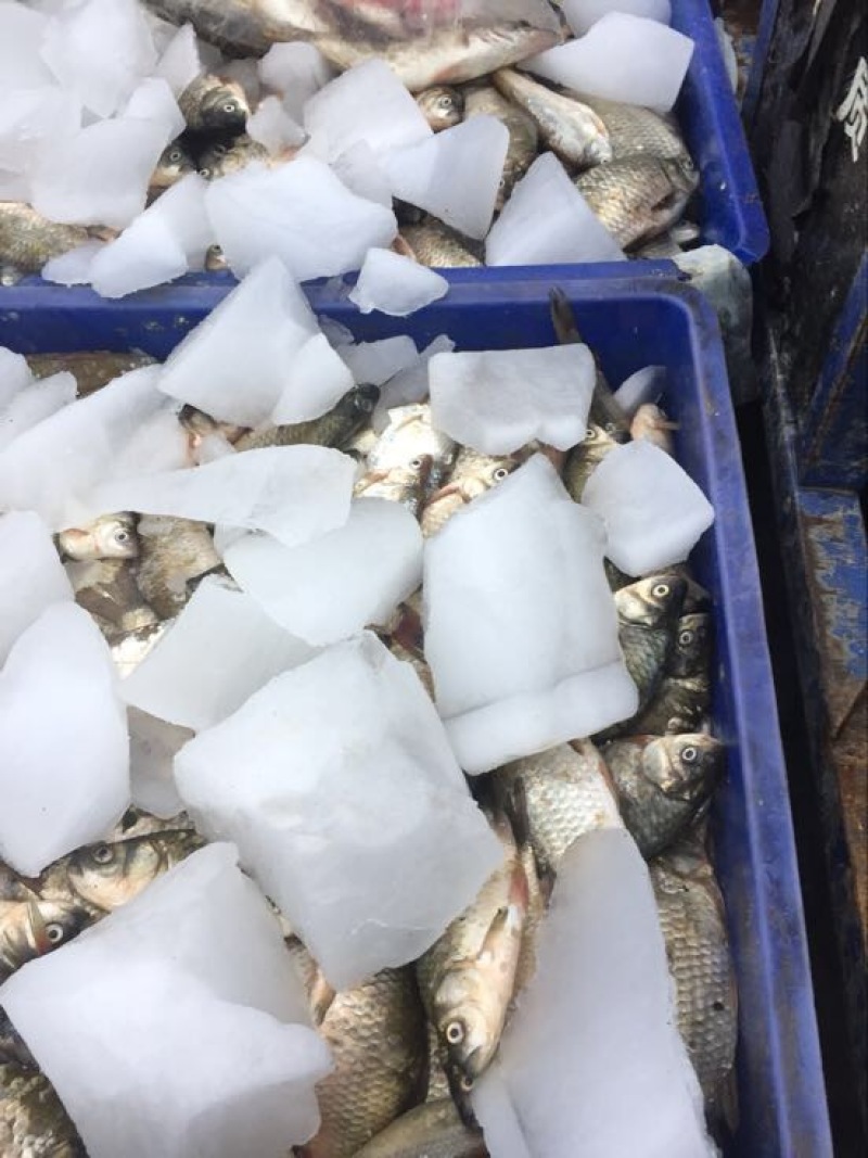 杂交鲫鱼