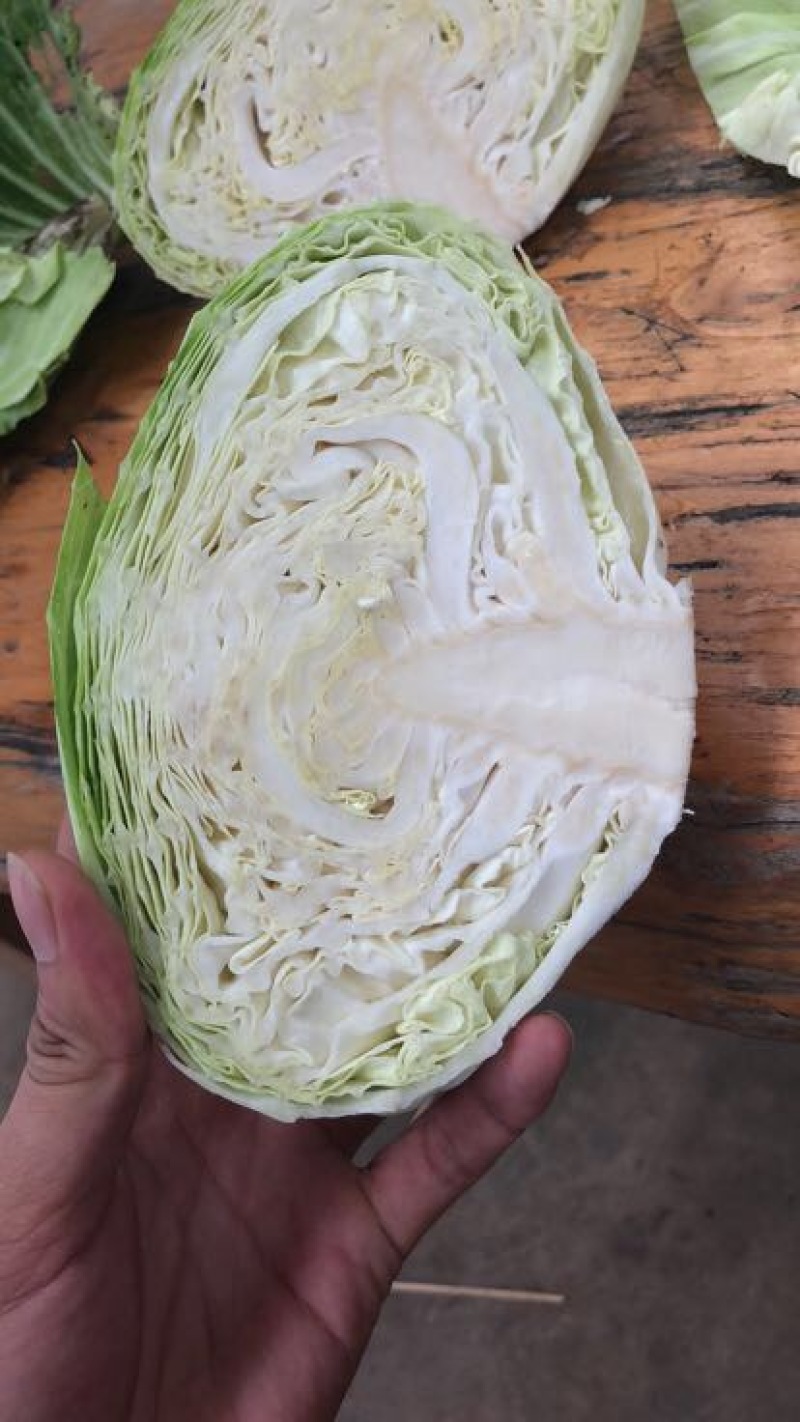 扁包菜1~2公斤精品