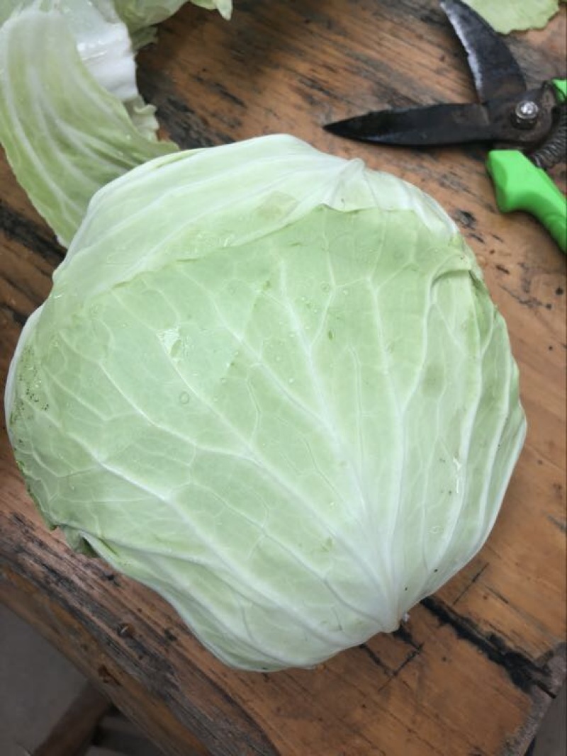 扁包菜1~2公斤精品