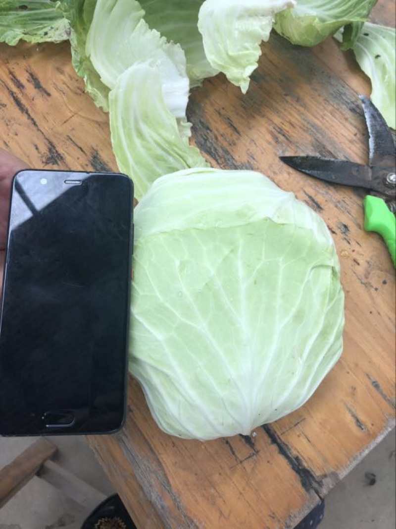 扁包菜1~2公斤精品