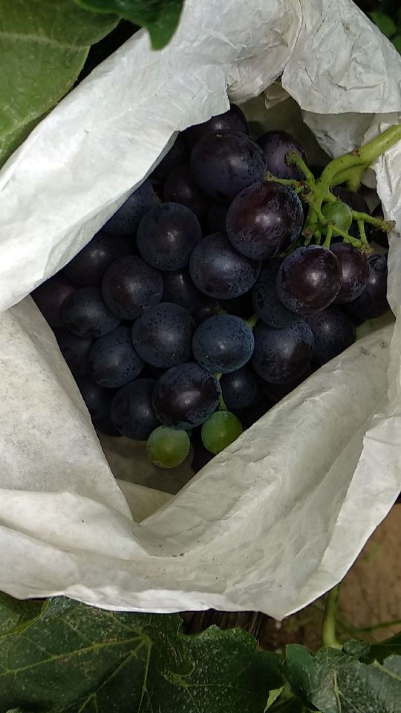 玫瑰香葡萄