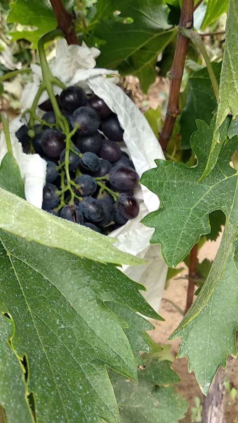玫瑰香葡萄