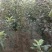 寒富苹果