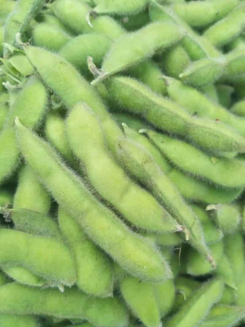 邳州绿宝石毛豆，18-24克大量上市，颗粒饱满，品质保证！
