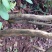 映山红树桩5~10cm