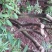 映山红树桩5~10cm