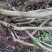 映山红树桩5~10cm