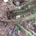 映山红树桩5~10cm