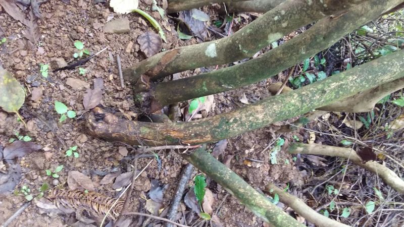 映山红树桩5~10cm