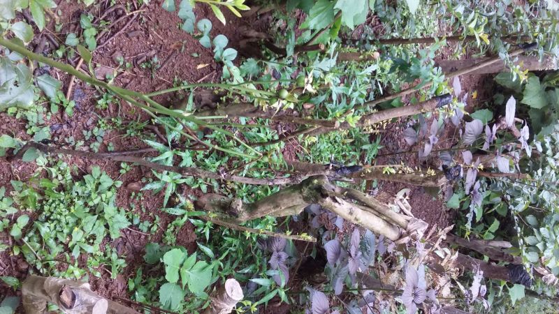 映山红树桩5~10cm