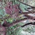 映山红树桩5~10cm