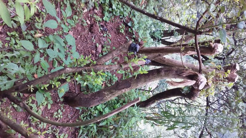 映山红树桩5~10cm