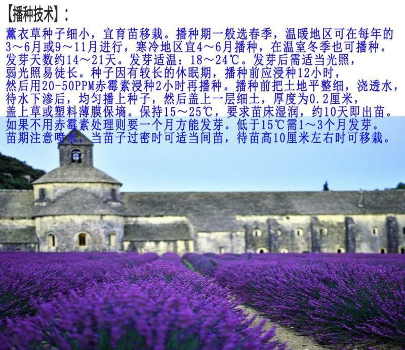 薰衣草种子进口花卉种子发芽快耐寒5斤/亩