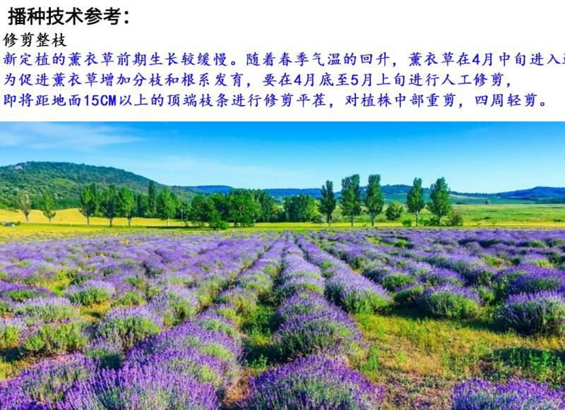 薰衣草种子进口花卉种子发芽快耐寒5斤/亩