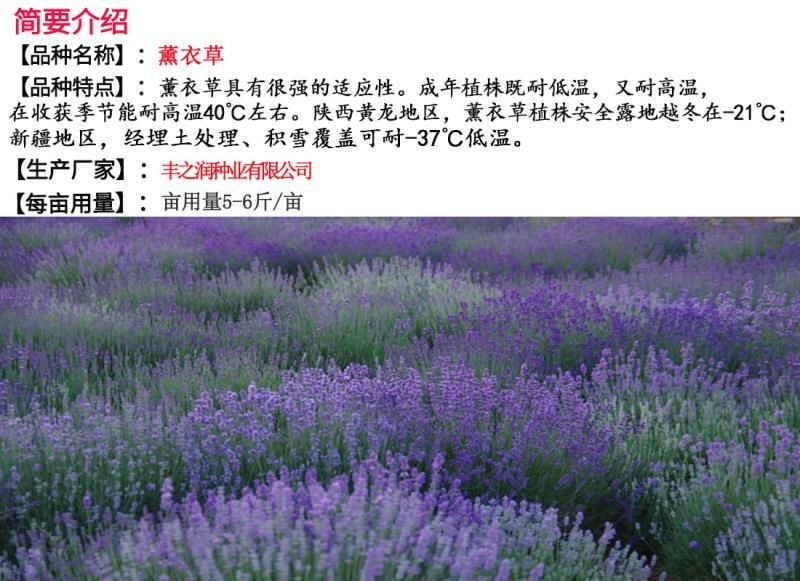 薰衣草种子进口花卉种子发芽快耐寒5斤/亩